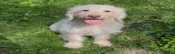 Mini Goldendoodle dogs for sale: Flynn - Ad 6