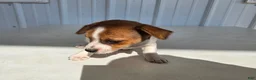 Chihuahua dogs for sale: Baby - Ad 5