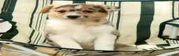 Australian Shepherd dogs for sale: Twilight - Ad 9