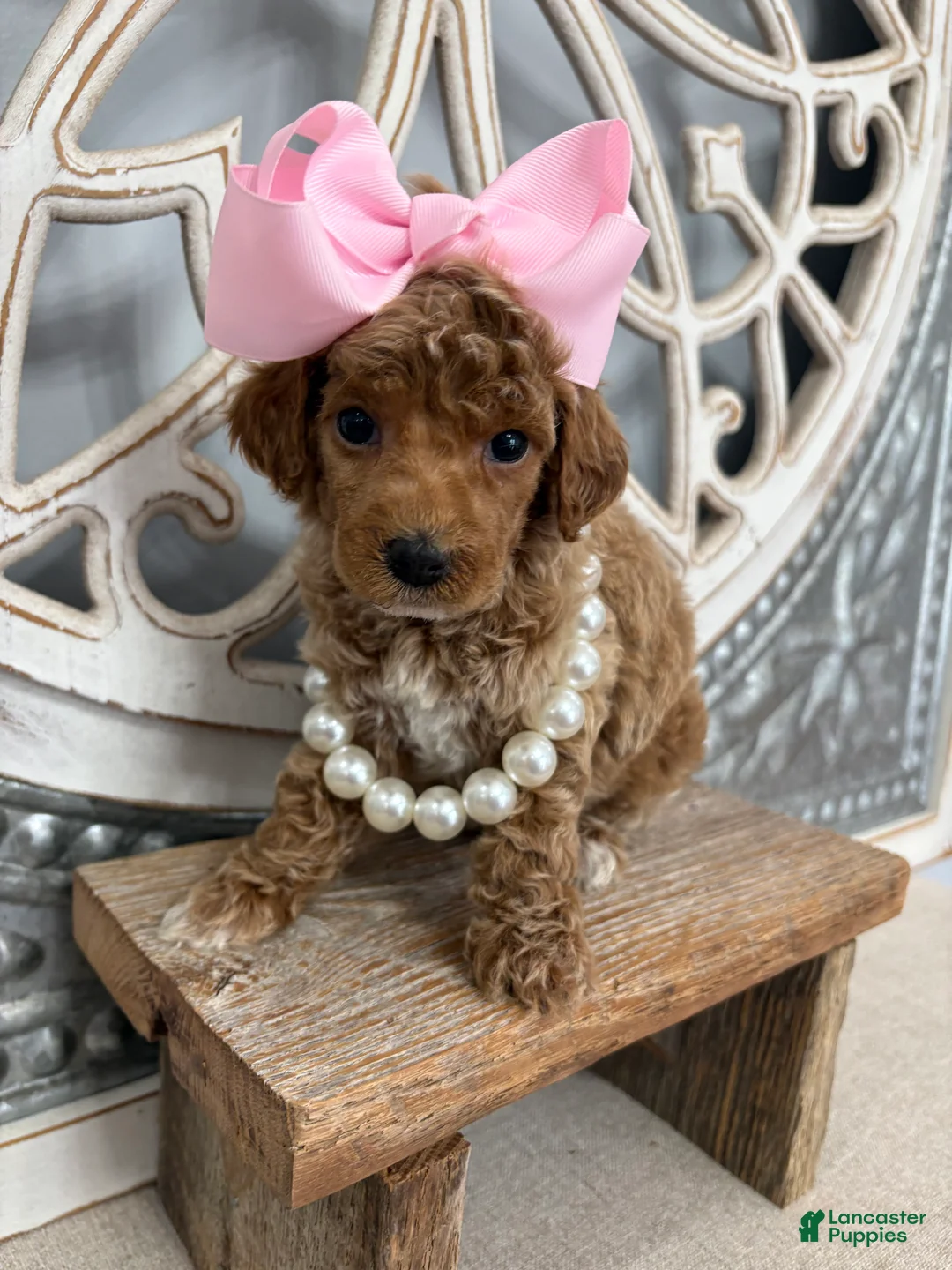 Miniature Poodle dogs for sale: Pink collar “posey” - Ad 2