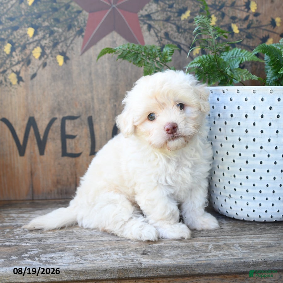 Maltipoo dogs Fiona - Ad 2