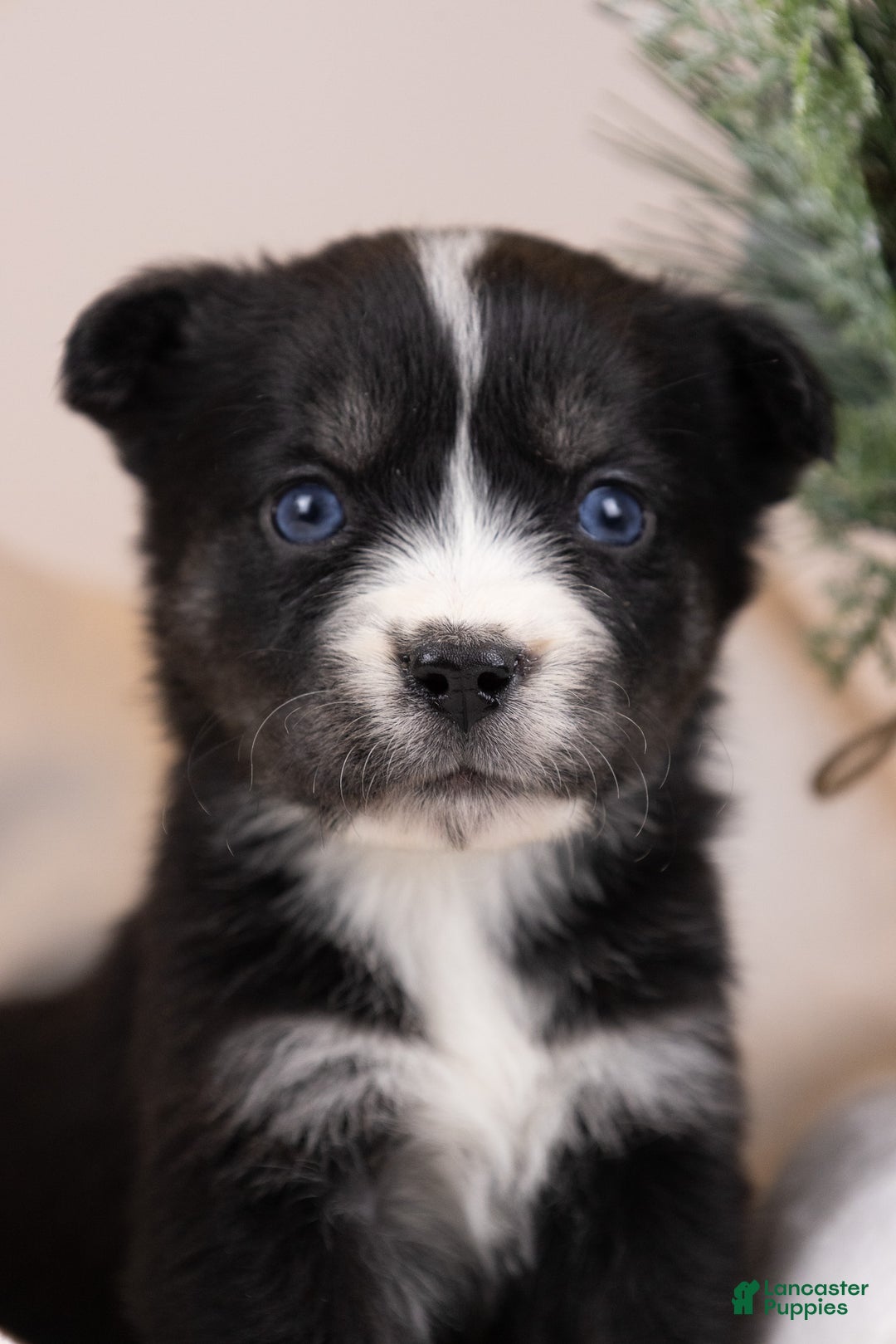 Goberian dogs for sale: Baby - Ad 3