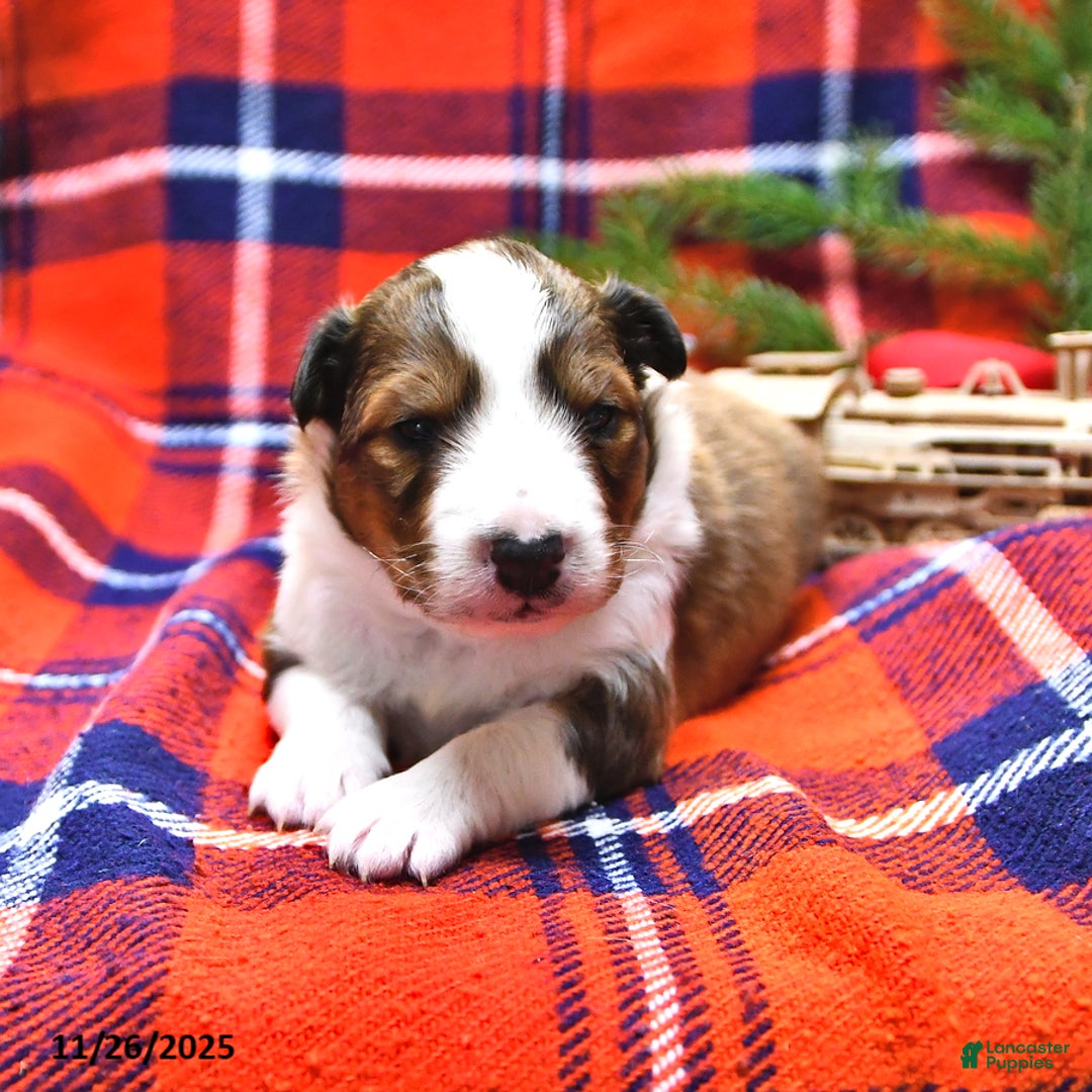 Shetland Sheepdog dogs for sale: Mr Christmas - Ad 7