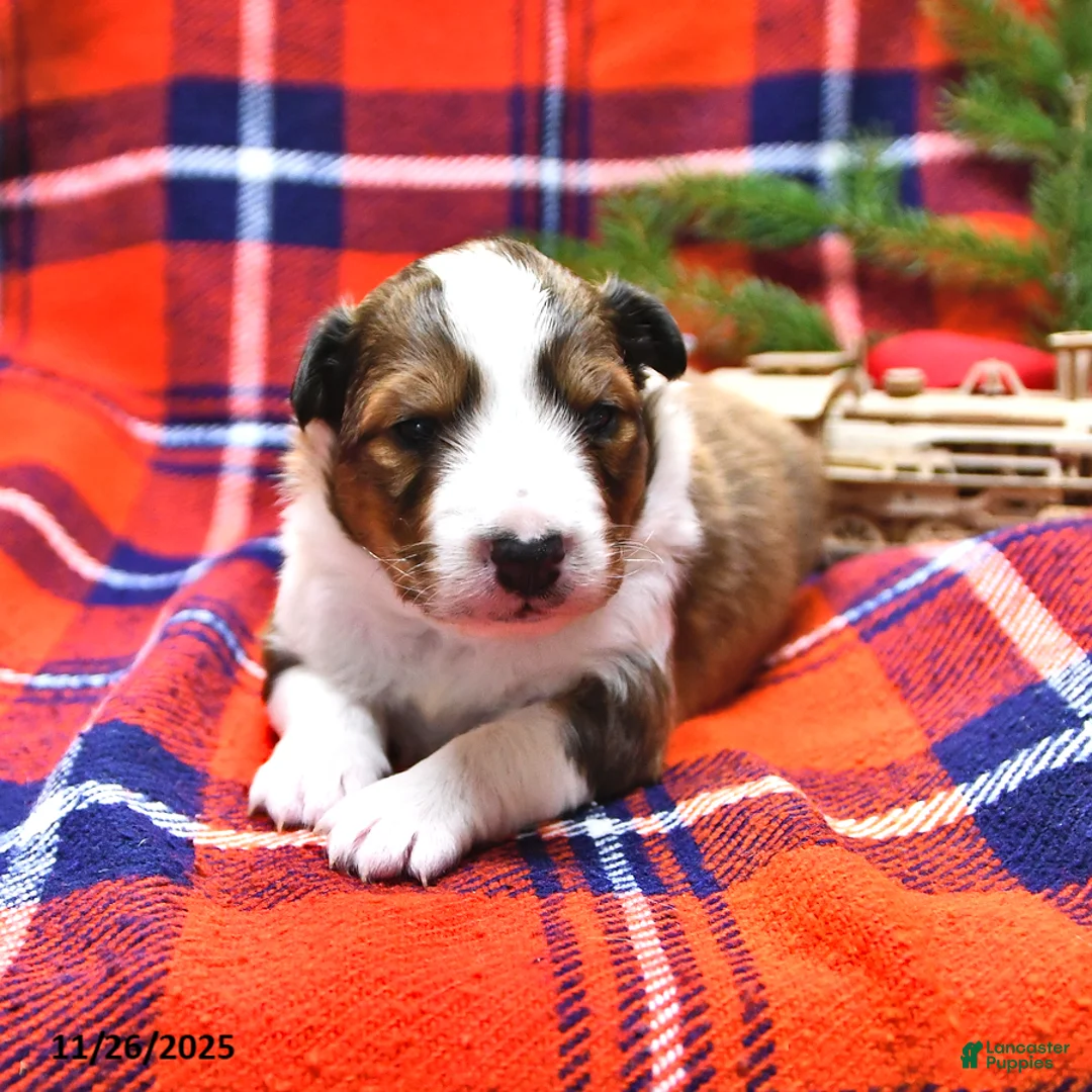 Shetland Sheepdog dogs for sale: Mr Christmas - Ad 12