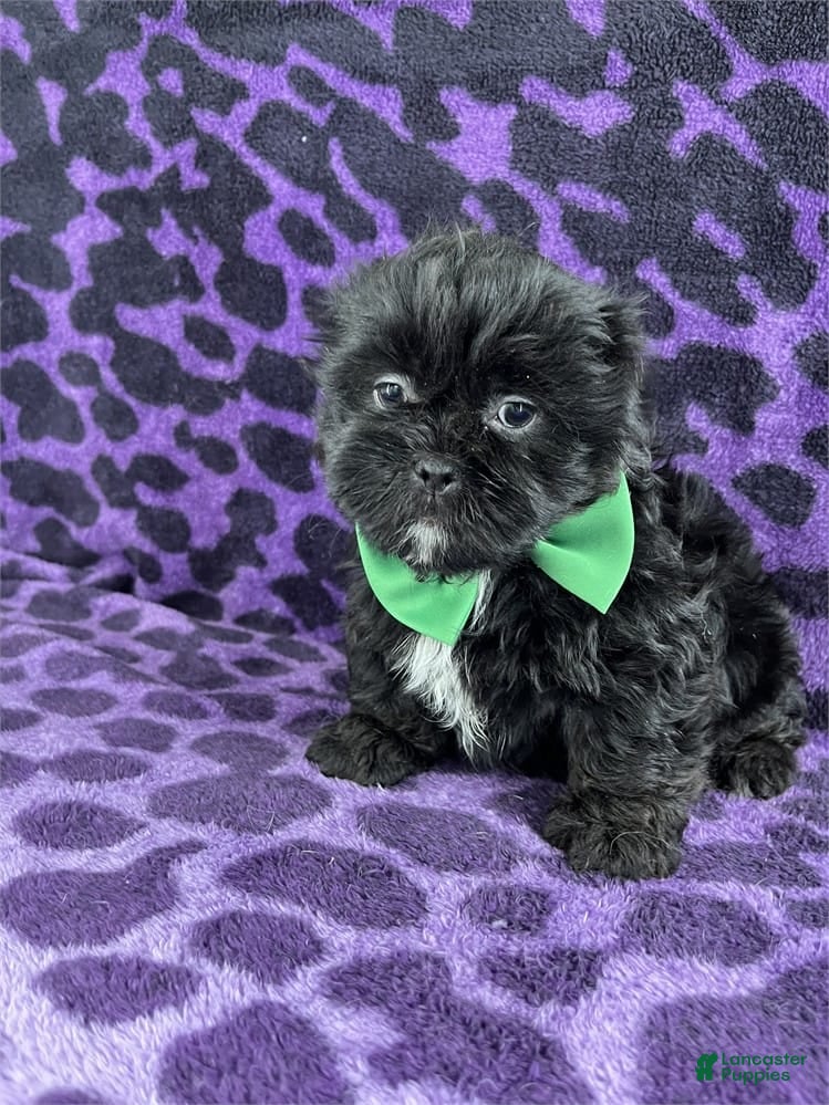 Shih Tzu dogs for sale: Hellan  - Ad 16