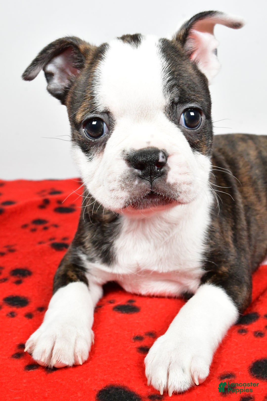 Boston Terrier dogs for sale: Ricky  - Ad 7