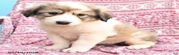 Mixed Breed dogs for sale: Hanna - Ad 2