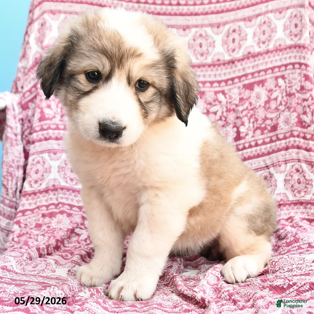 Mixed Breed dogs for sale: Hanna - Ad 2