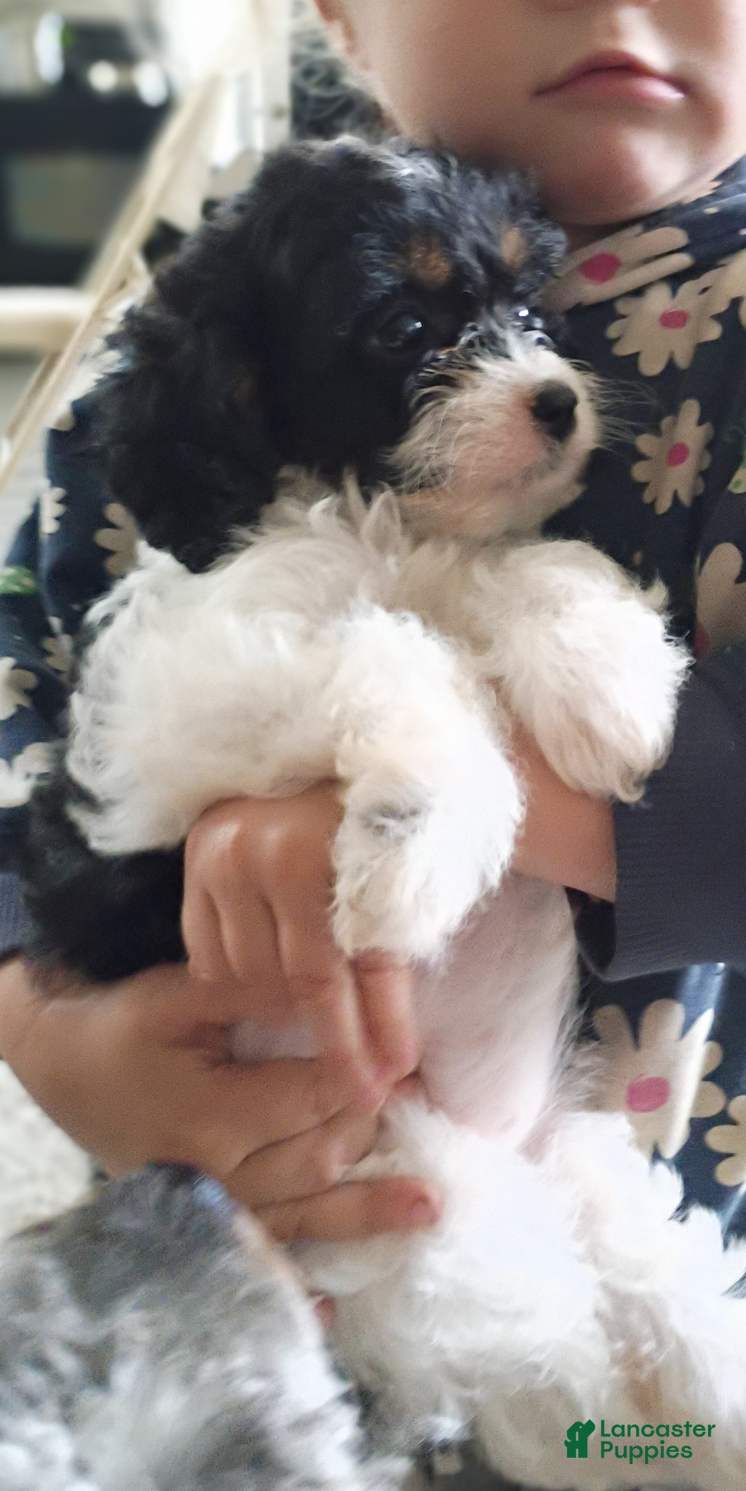 Cavapoo dogs for sale: Sasha - Ad 14