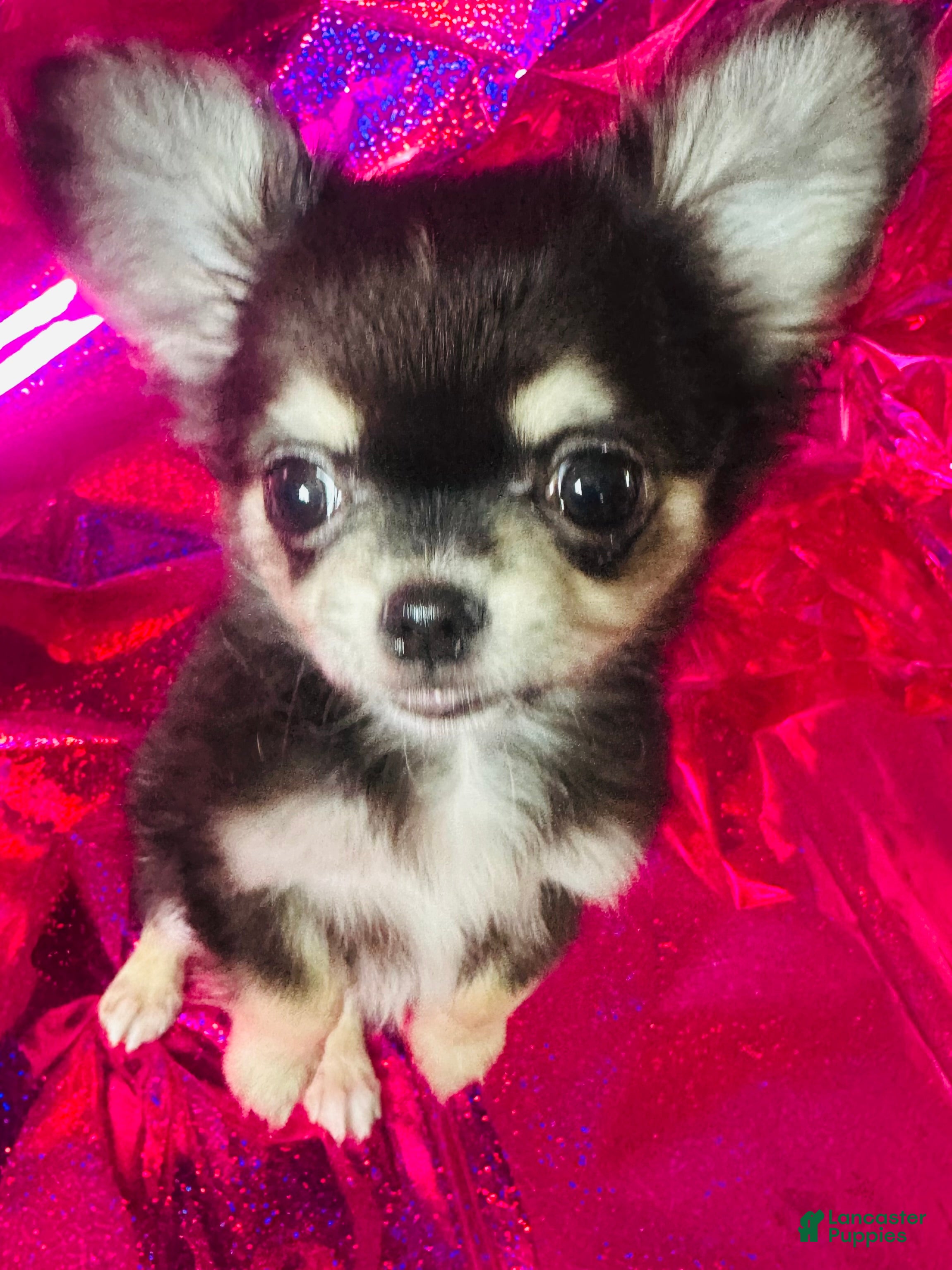 Chihuahua dogs Chihuahua Puppy 3 - Ad 39