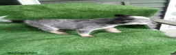 Australian Cattle Dog dogs for sale: Betsy - Ad 2