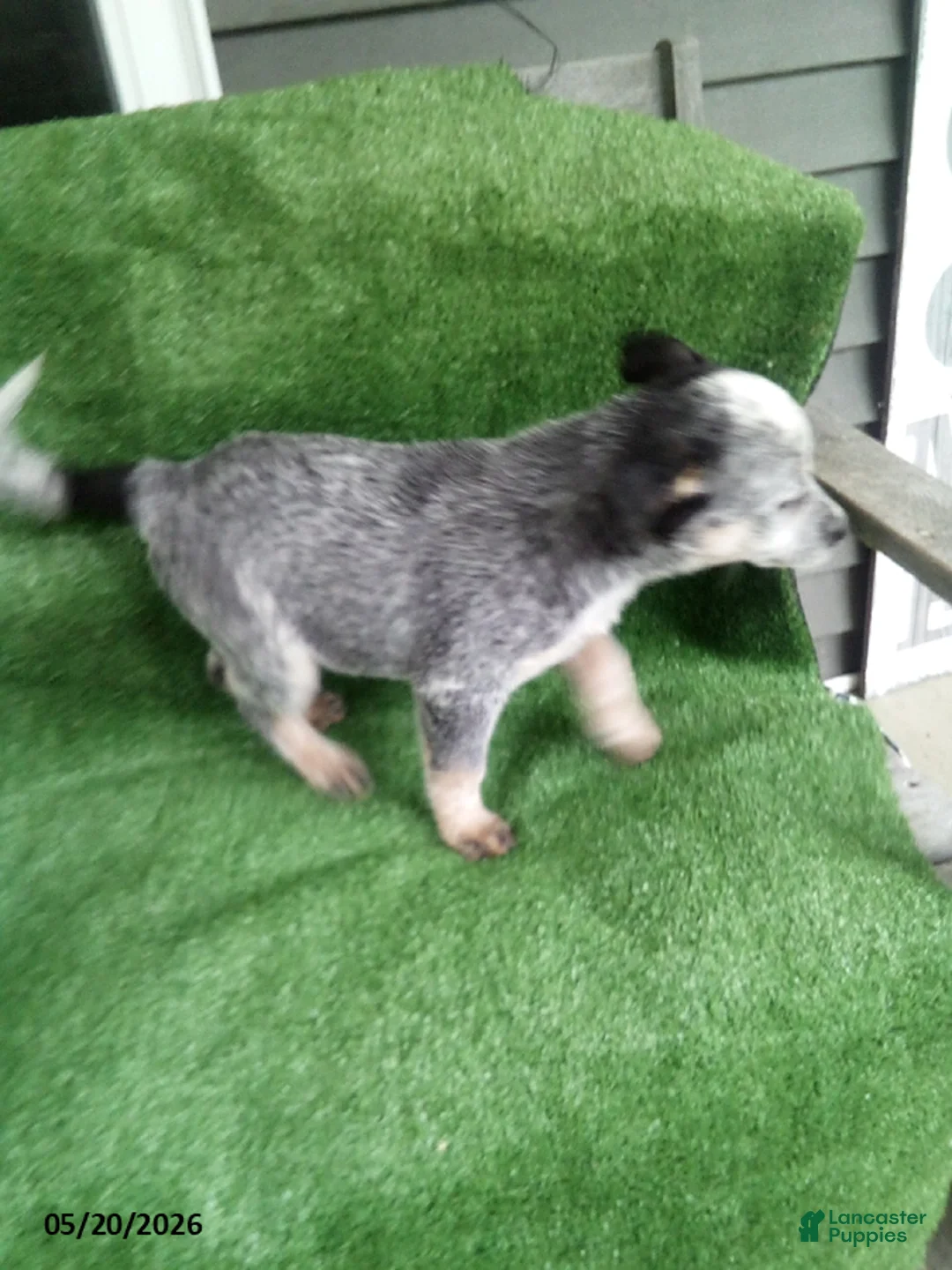 Australian Cattle Dog dogs for sale: Betsy - Ad 2