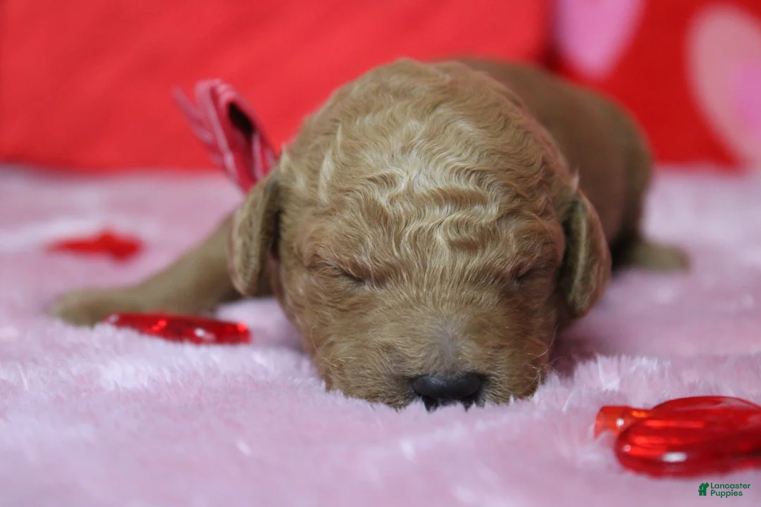 Goldendoodle dogs for sale: Fanta  - Ad 2