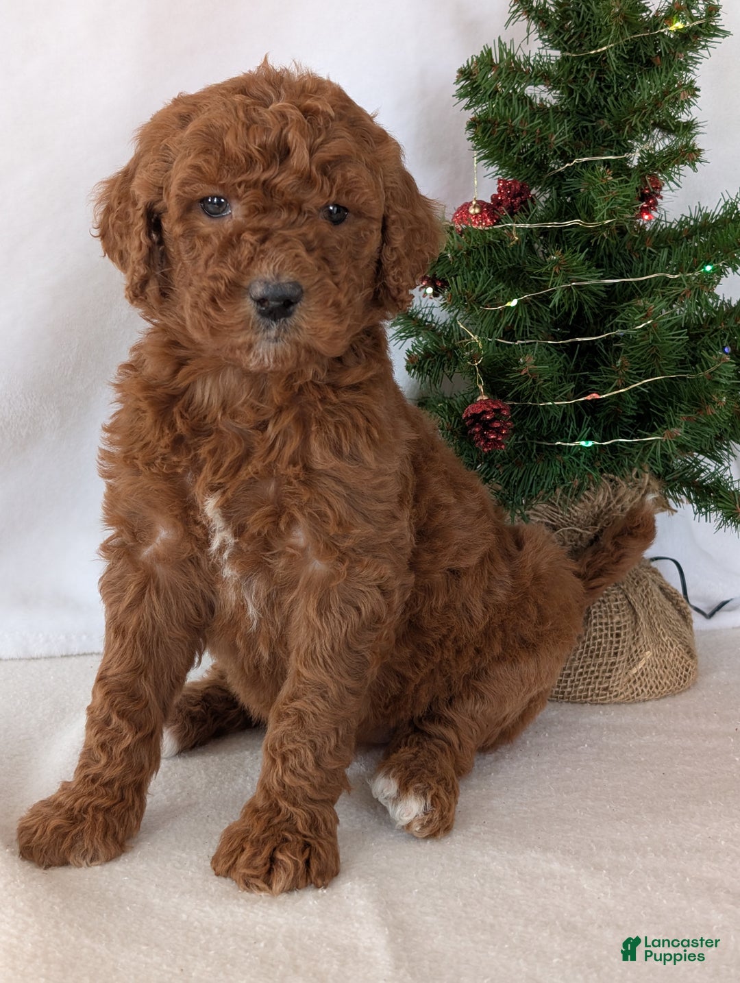 Goldendoodle dogs for sale: Miss Abby  - Ad 9