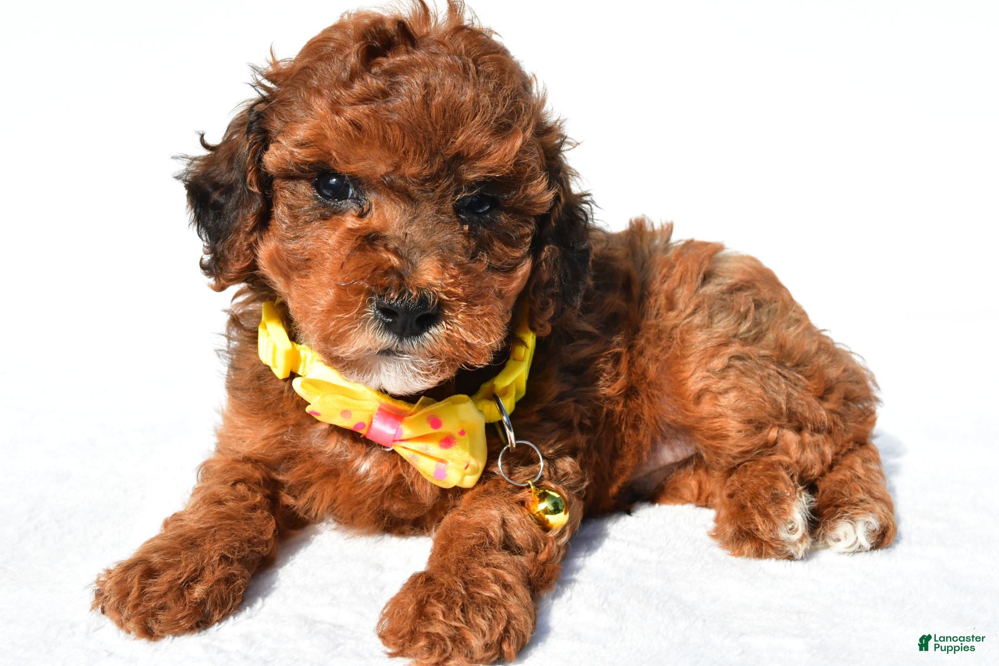 Toy Poodle dogs Patrick - Ad 1