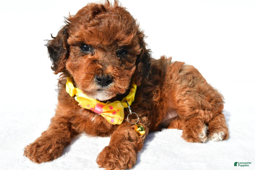 Toy Poodle dogs for sale: Patrick - Ad 1
