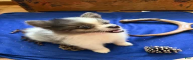 Pomeranian 2 kendall