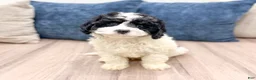 Mixed Breed dogs for sale: Casey - Ad 5