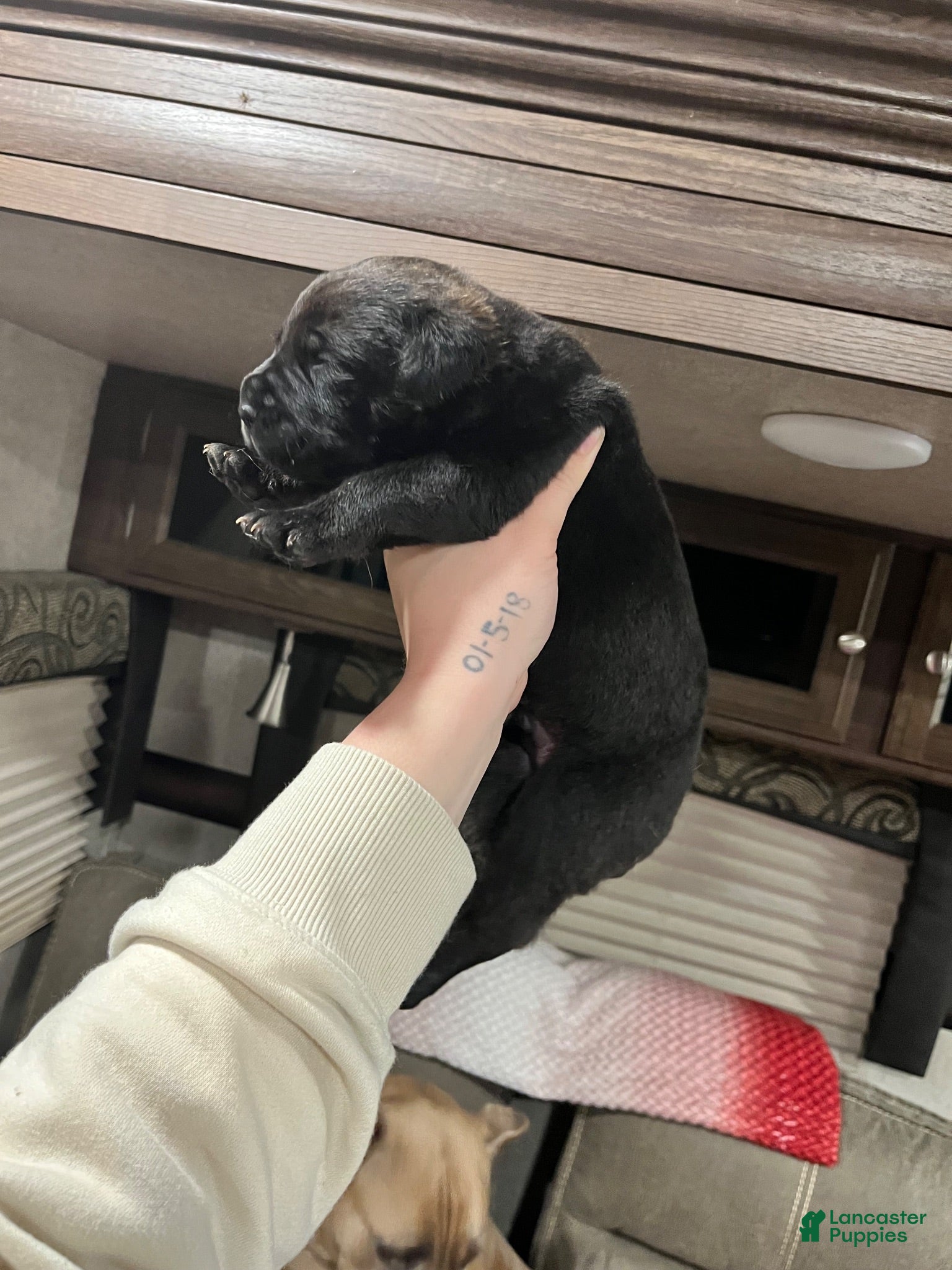 Cane Corso dogs Cane Corso 3 - Ad 1