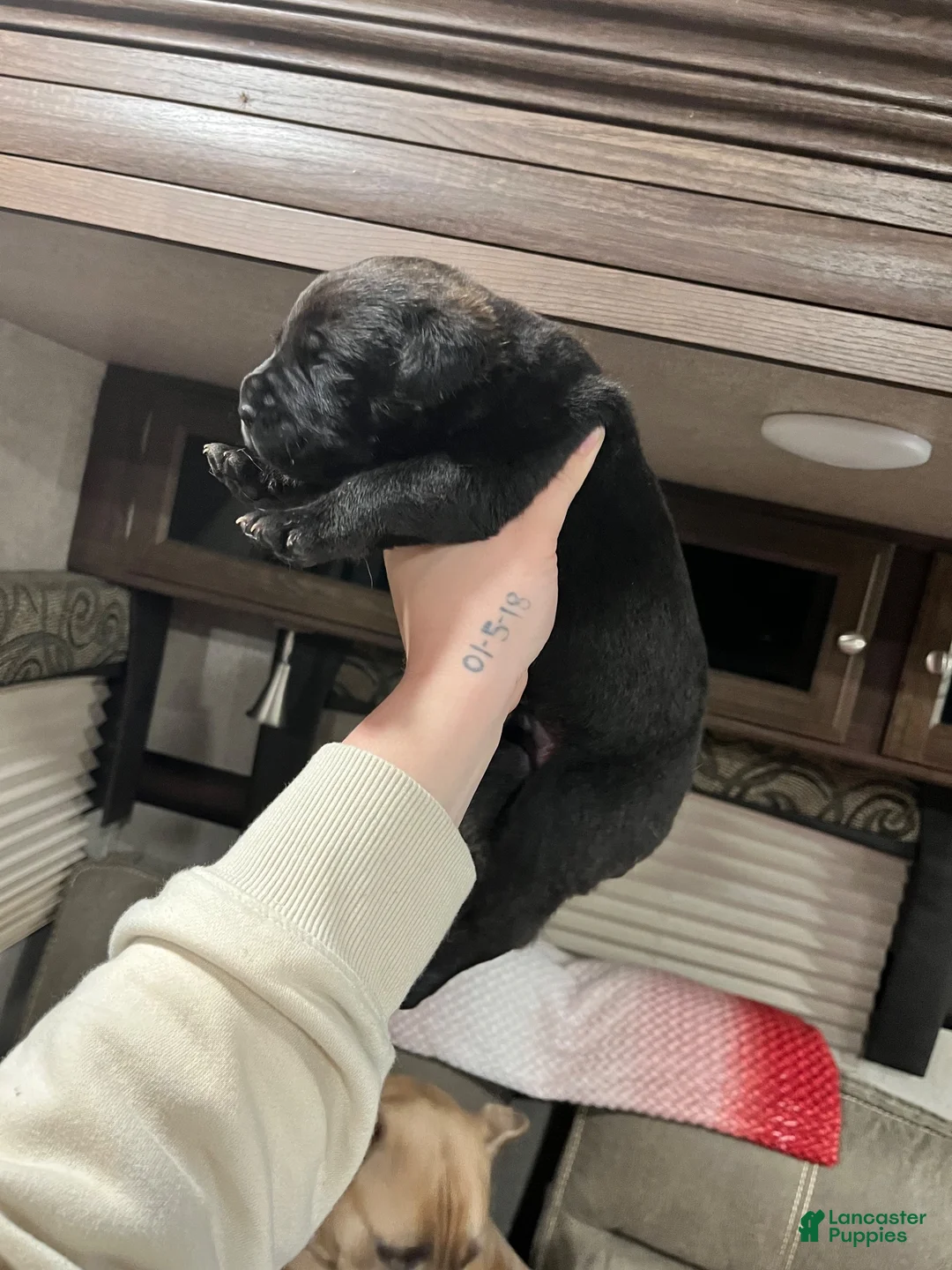 Cane Corso dogs for sale: Cane Corso 3 - Ad 1