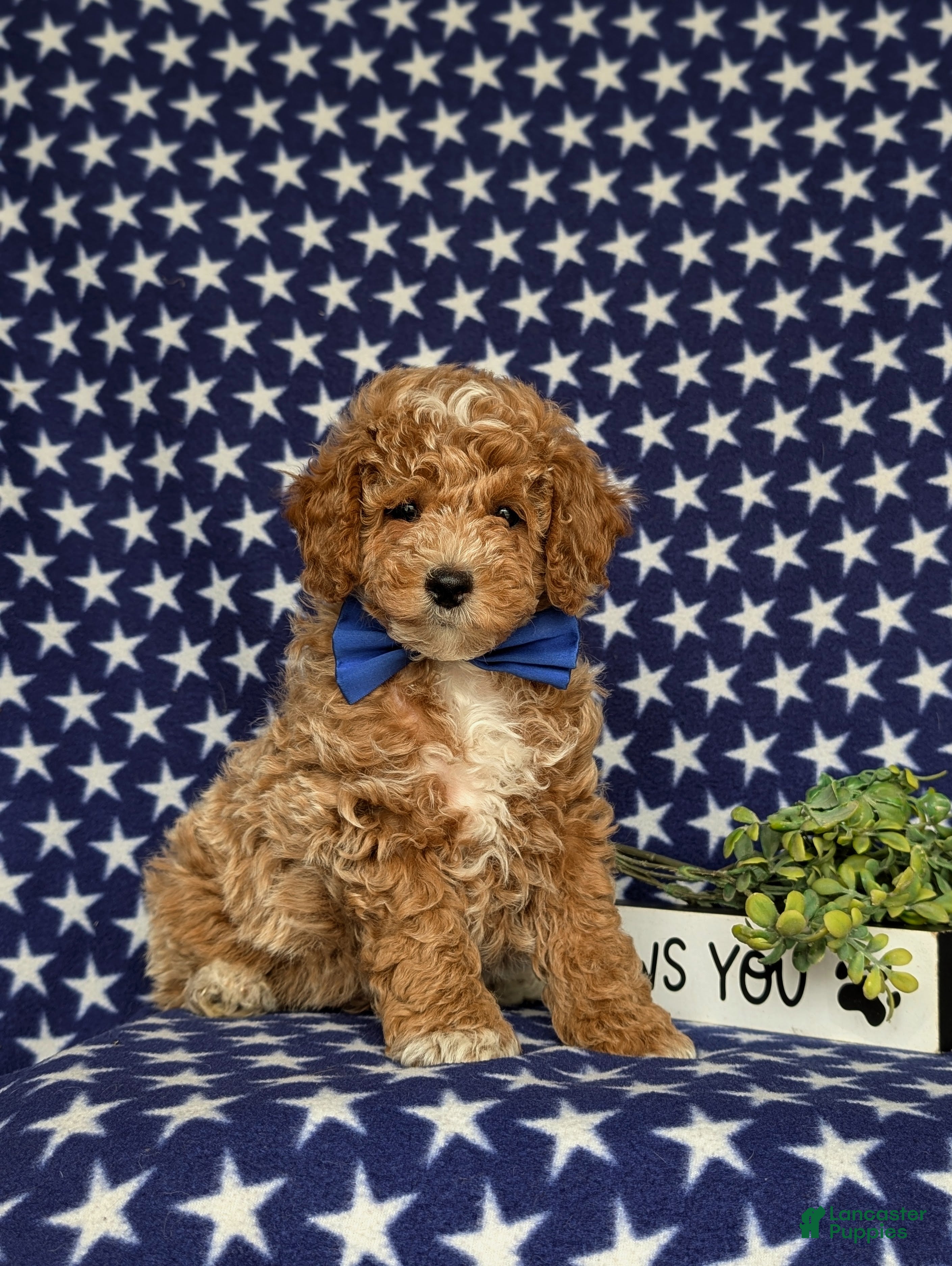 Miniature Poodle dogs for sale: Nygel - Ad 3