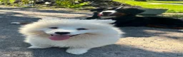 Samoyed dogs for sale: Snowball - Ad 7