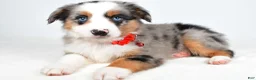 Miniature Australian Shepherd dogs for sale: Makena - Ad 4