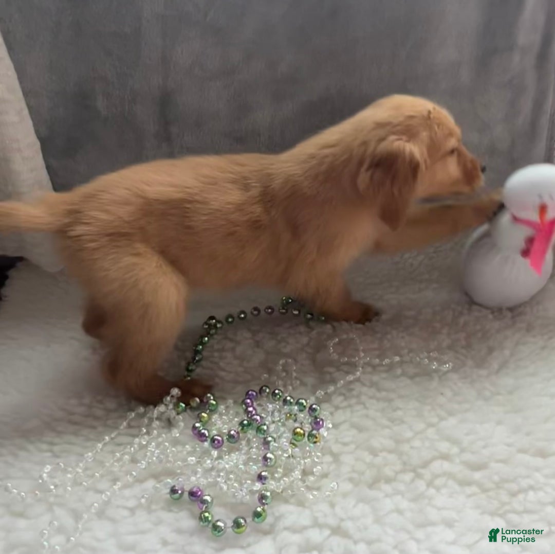 Golden Retriever dogs for sale: Marissa - Ad 5