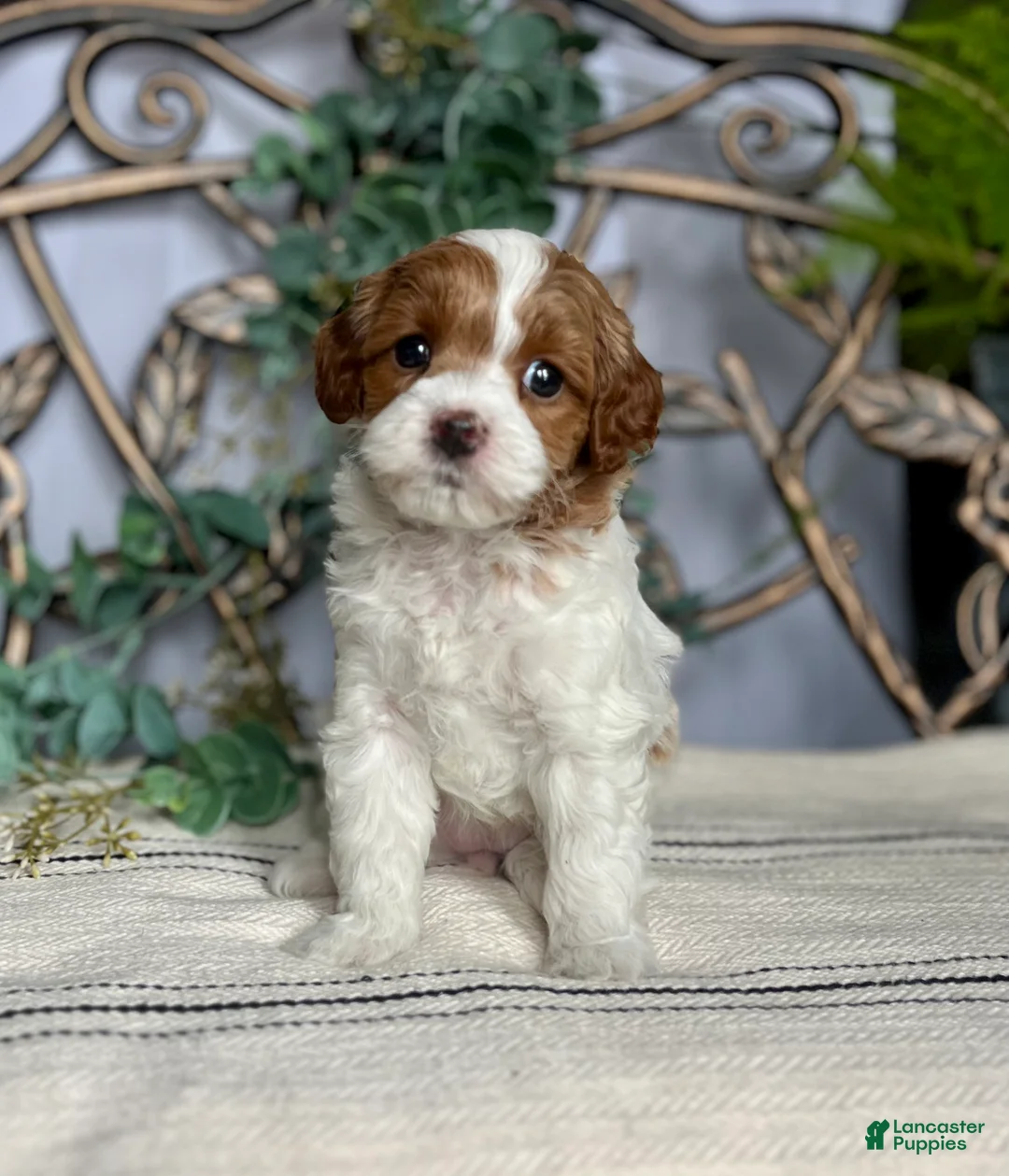 Miniature Poodle dogs for sale: Baby Cakes❤️🐾AKC Genetic Tested🐾Call 717-529-1907 - Ad 2