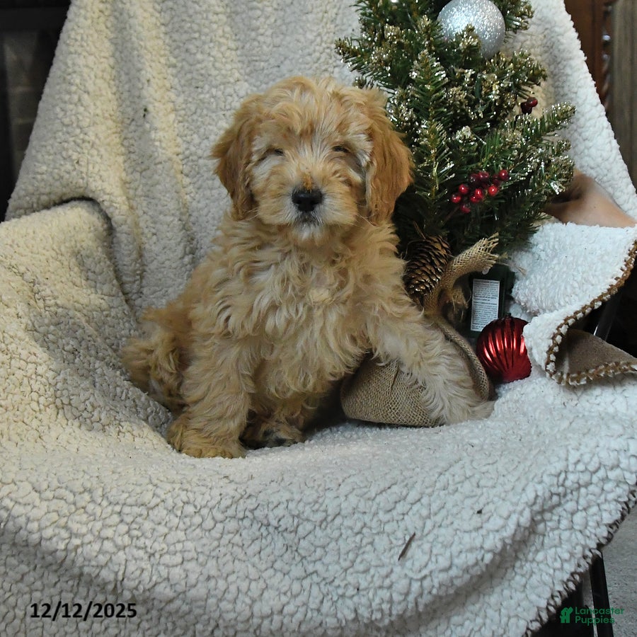 Mini Goldendoodle dogs Carly - Ad 25