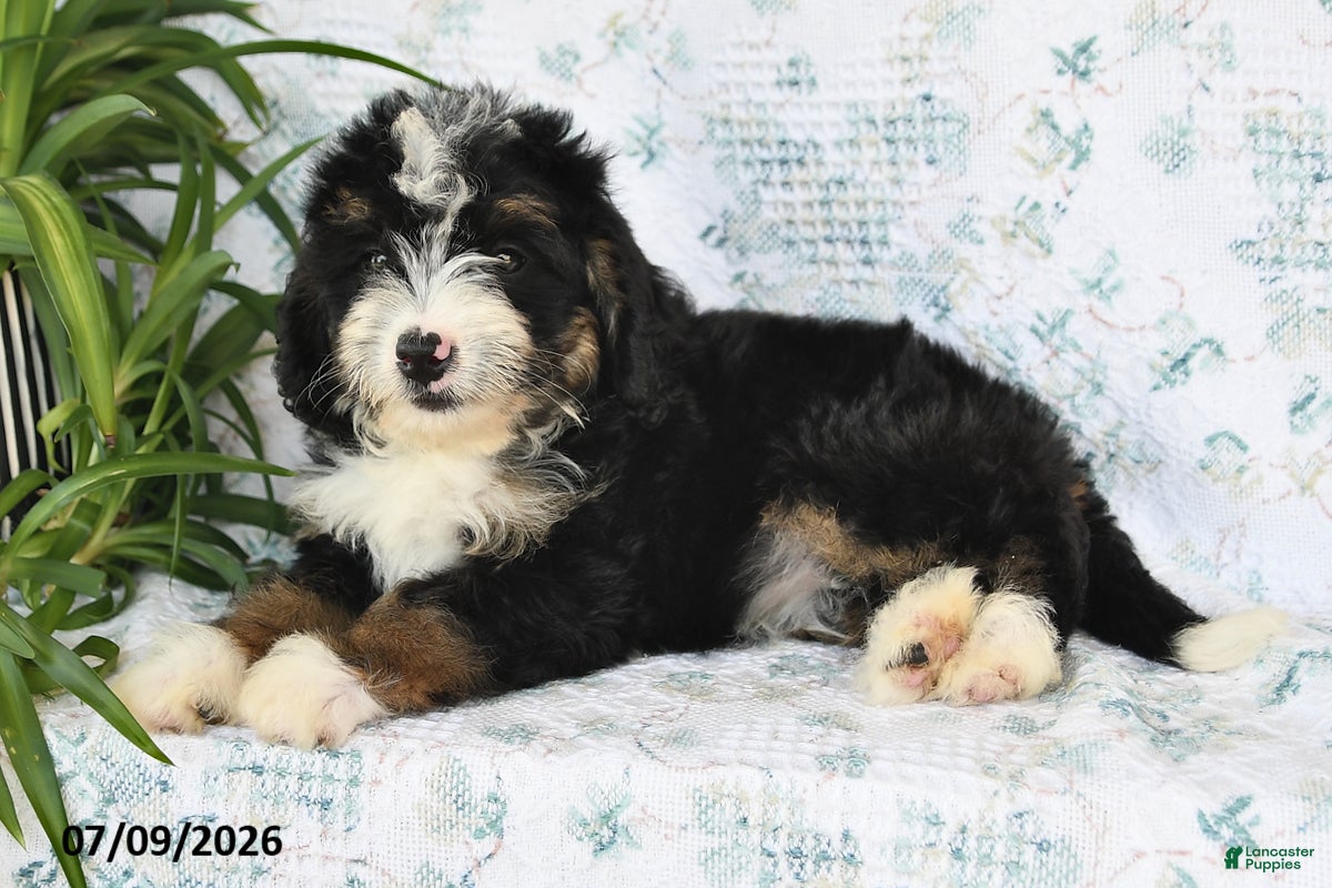 Mini Bernedoodle dogs Vicky - Ad 1