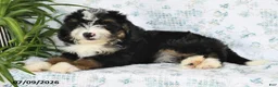 Mini Bernedoodle dogs for sale: Vicky - Ad 1