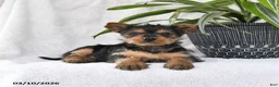 Yorkshire Terrier dogs for sale: Penny - Ad 3