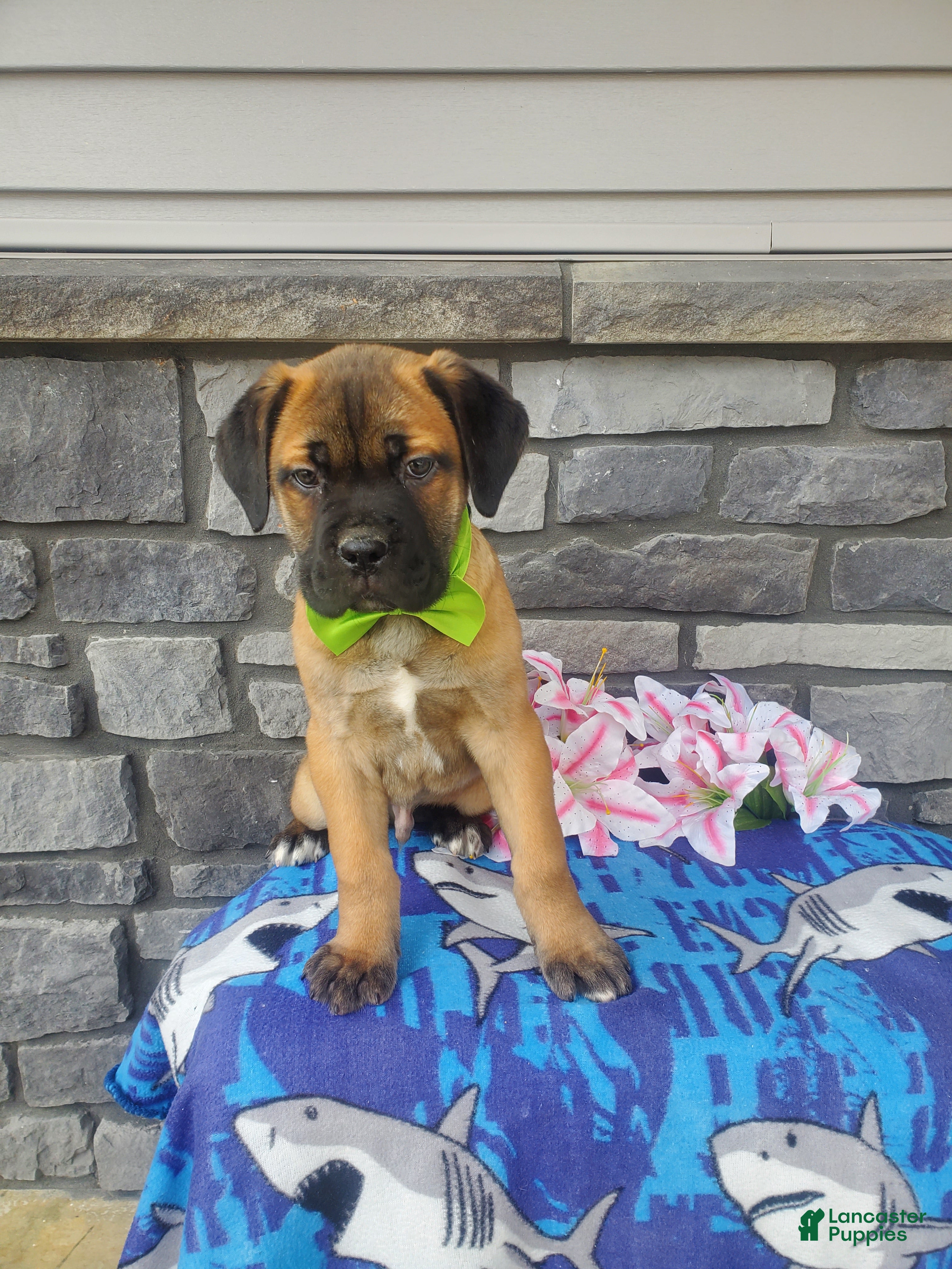 Cane Corso dogs Cane Corso Puppy 1 - Ad 2