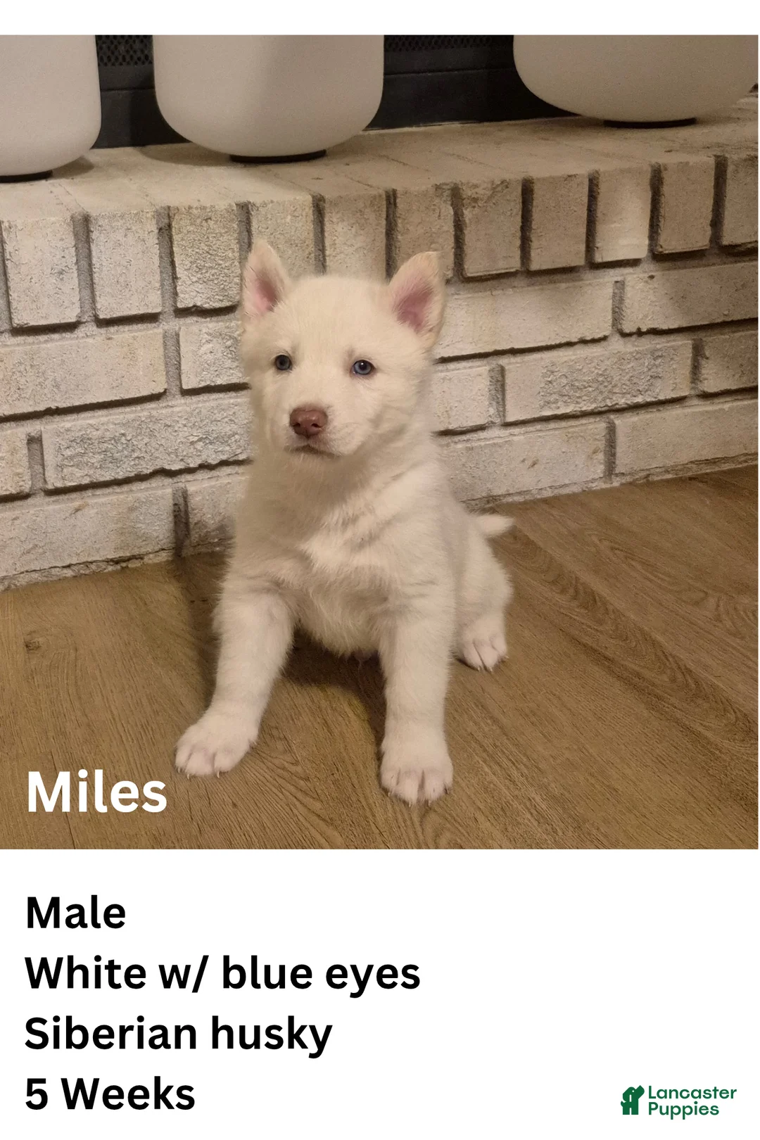 Siberian Husky dogs for sale: Miles - Ad 1