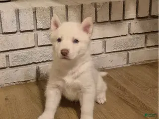 Siberian Husky dogs Miles - Ad 8