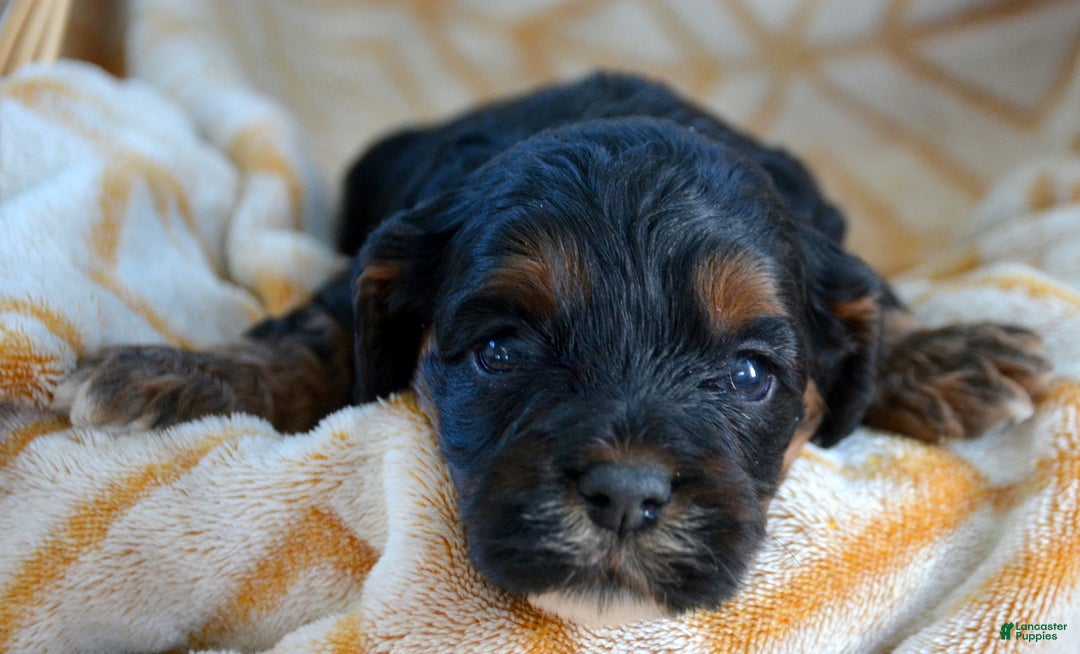 Cockapoo dogs for sale: Cockapoo Puppy 3 Kyra - Ad 3