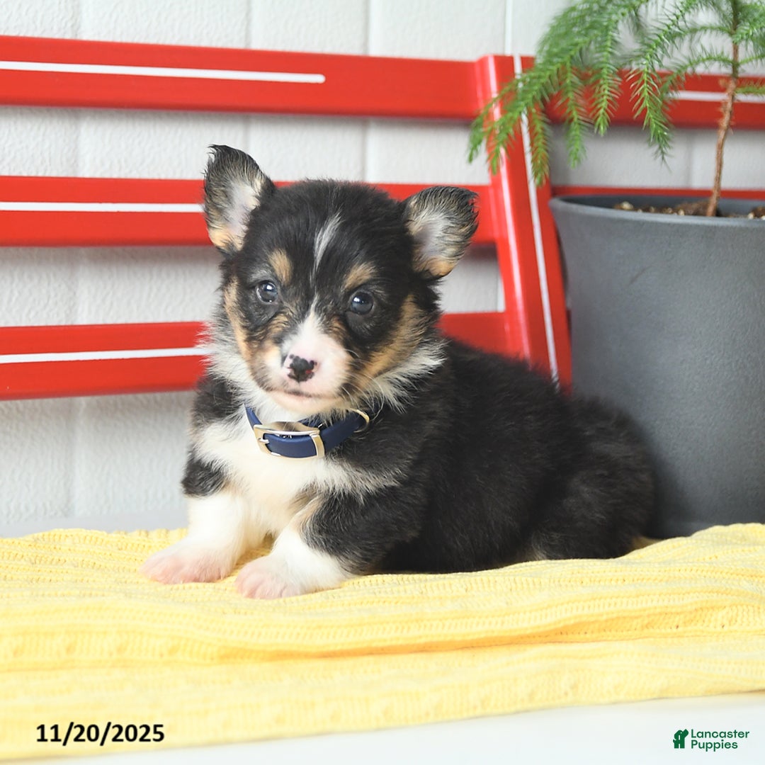 Welsh Corgi Pembroke dogs for sale: Fluffy Chocolate Drop - Ad 7