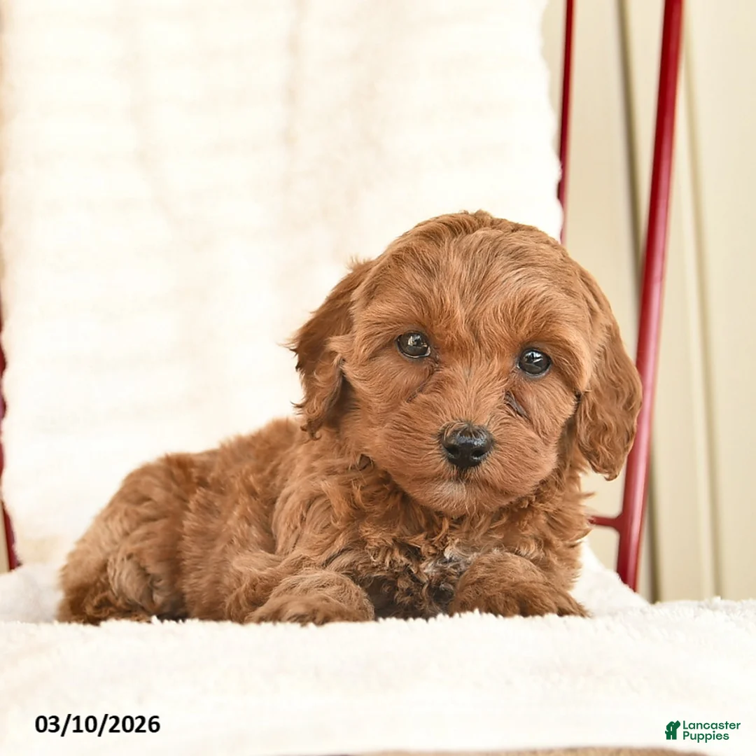 Cockapoo dogs for sale: Posie  - Ad 5