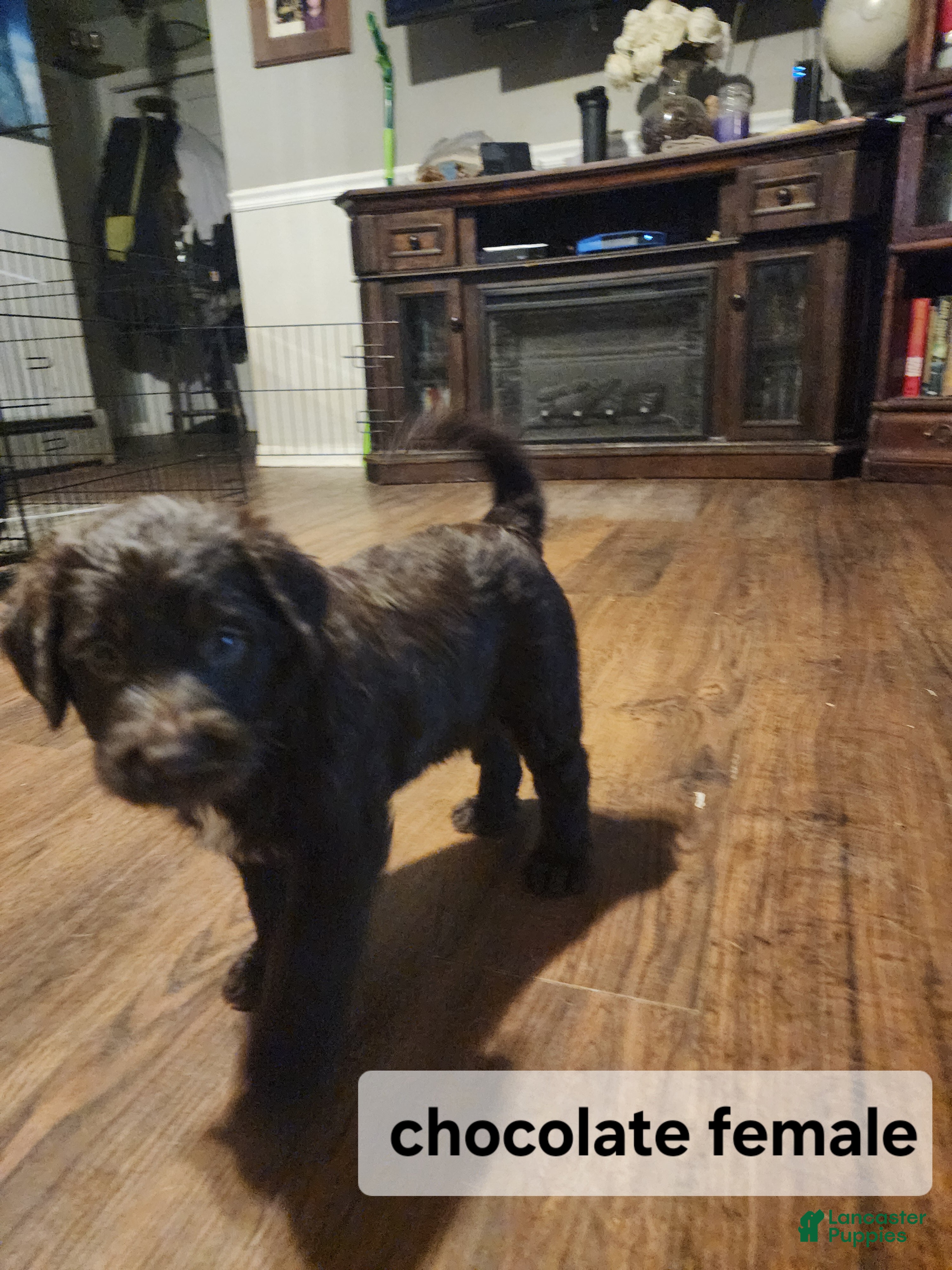 Labradoodle dogs Labradoodle chocolate female - Ad 2