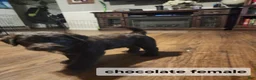 Labradoodle dogs for sale: Labradoodle chocolate black collar - Ad 16
