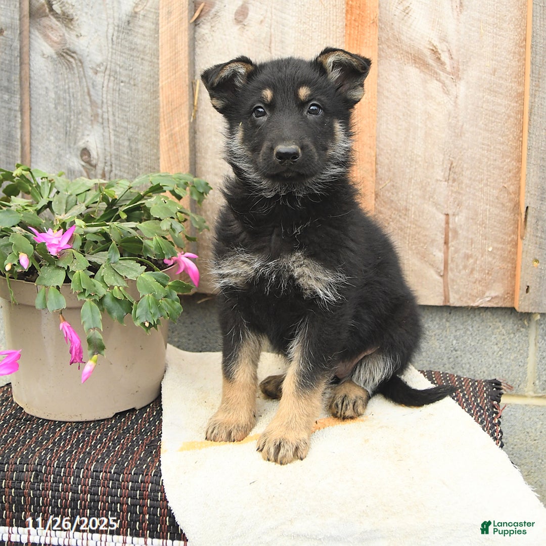 German Shepherd dogs for sale: Dandelion - Ad 1