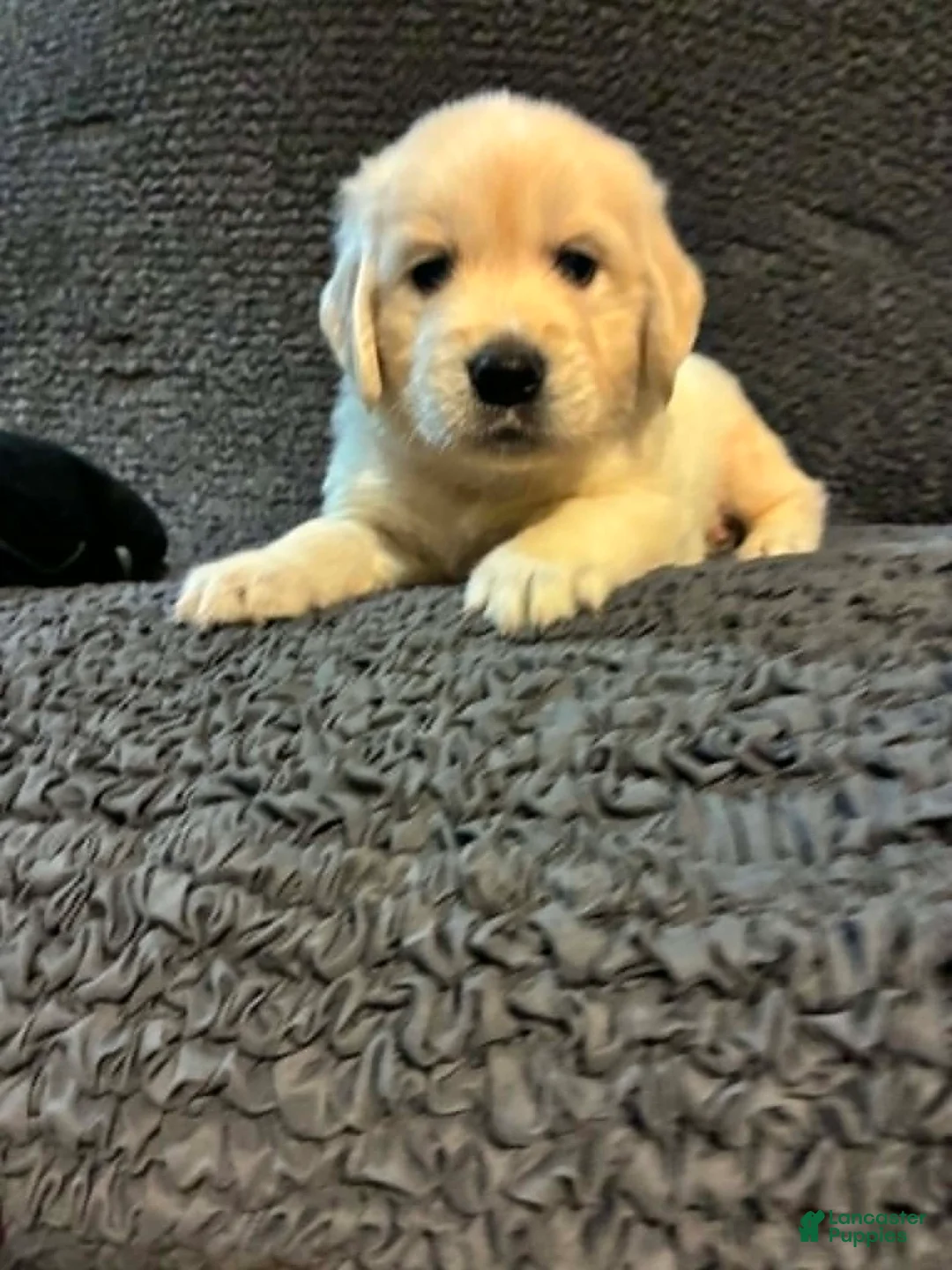 Golden Retriever dogs for sale: Leo - Ad 1