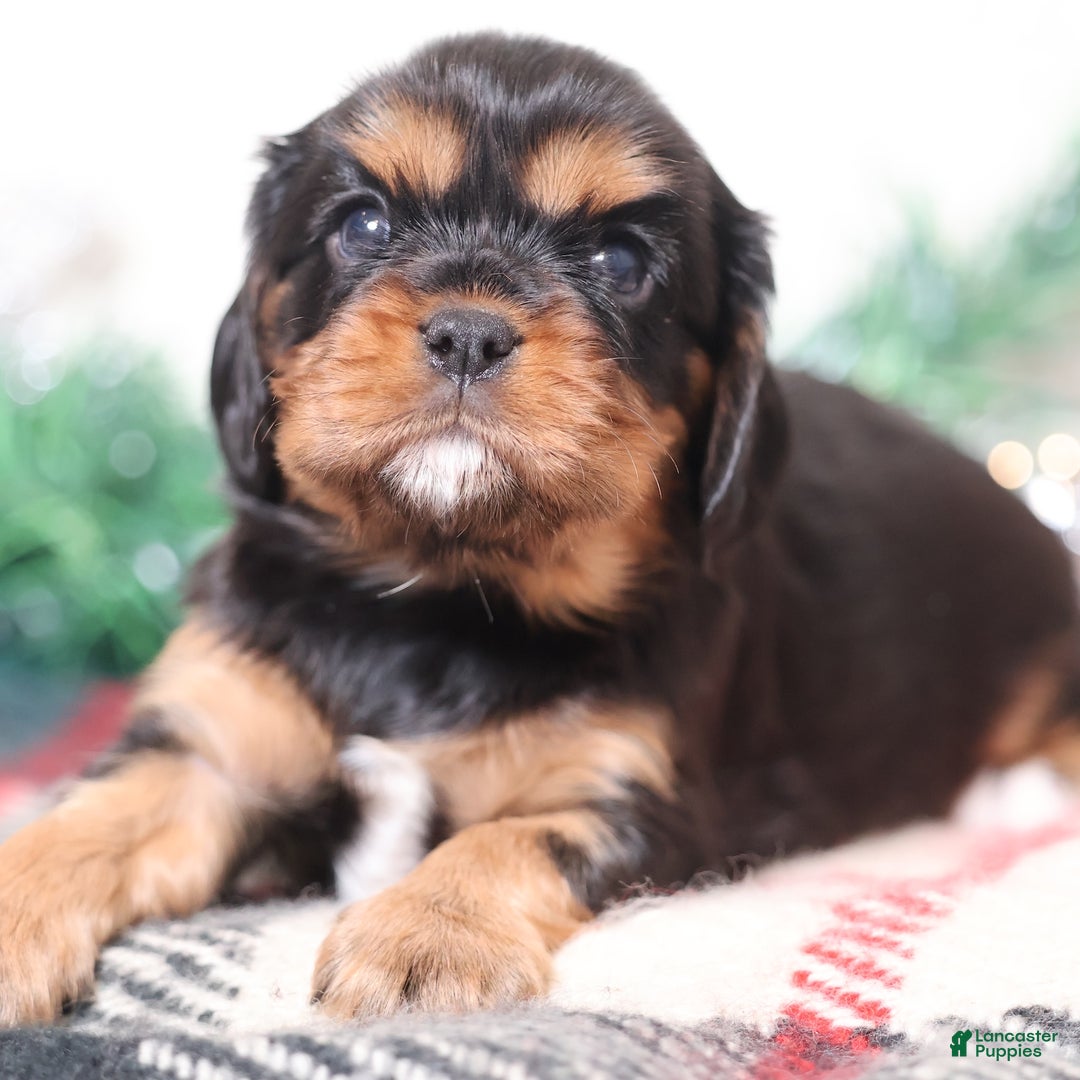 Cavalier King Charles Spaniel dogs for sale: Noah | Genetically Screened  - Ad 1