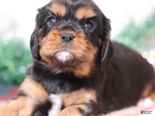 Cavalier King Charles Spaniel dogs Noah | Genetically Screened - Ad 5