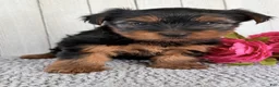 Yorkshire Terrier dogs for sale: Stella - Ad 4