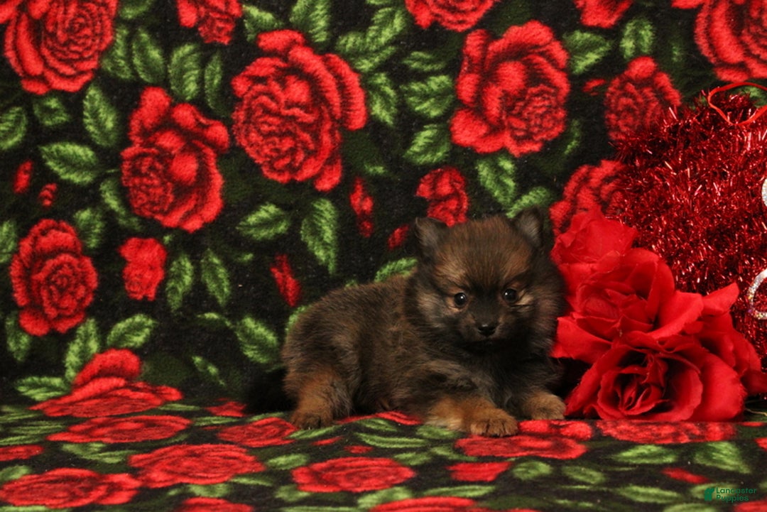Pomeranian dogs for sale: Landan - Ad 4