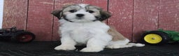 Teddy Bear dogs for sale: Louise - Ad 3