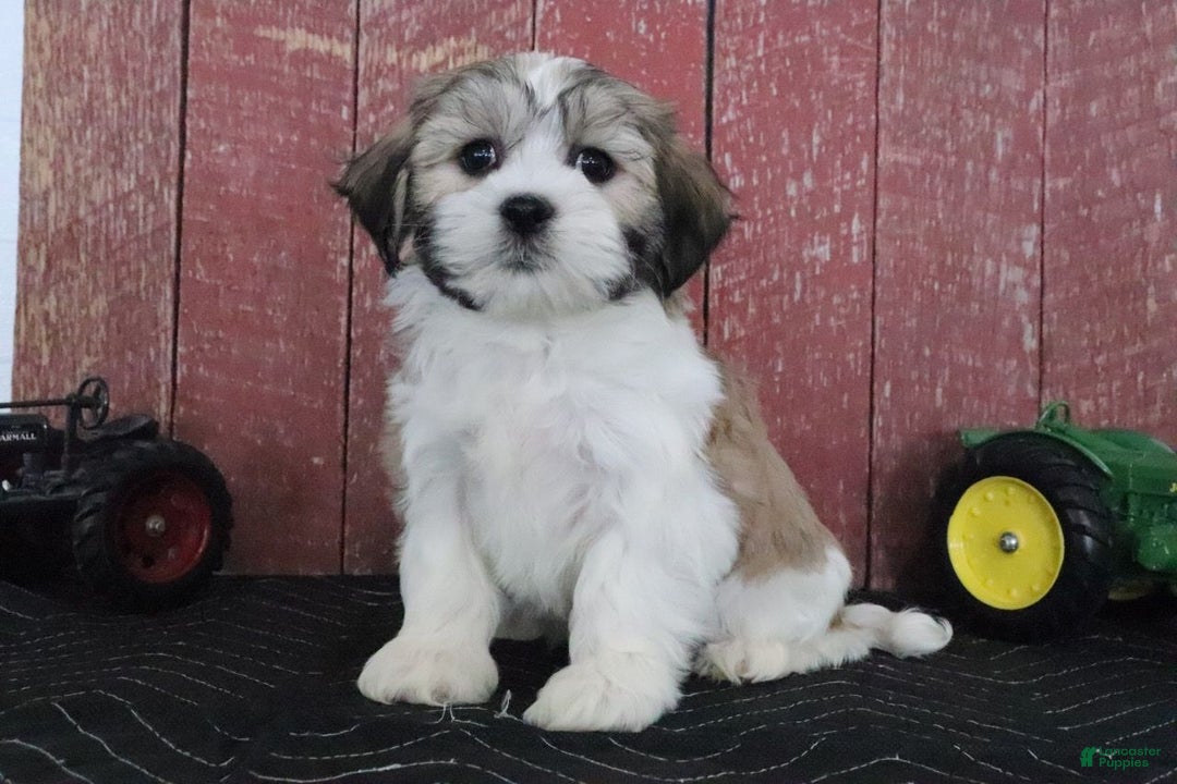 Teddy Bear dogs for sale: Louise - Ad 3