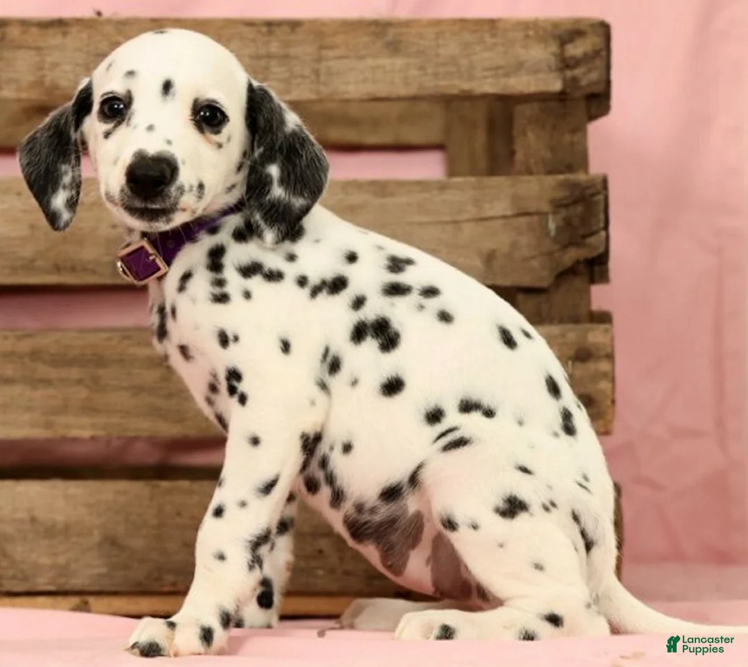 Dalmatian dogs for sale: Tracy - Ad 1